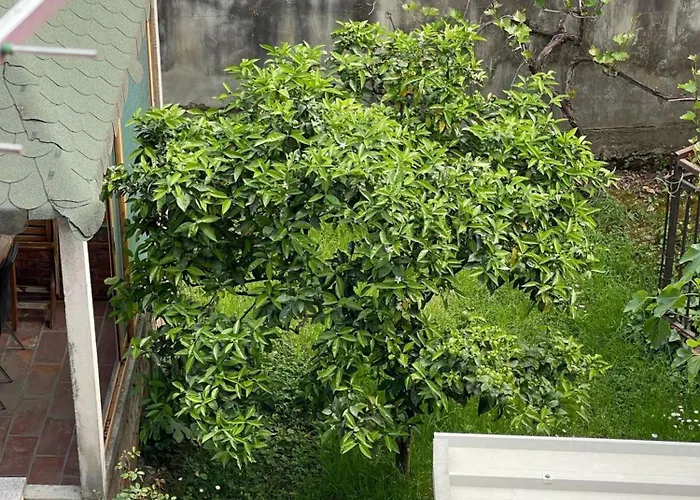 Kalpazo Rental Vila 313 Tirana Appartement